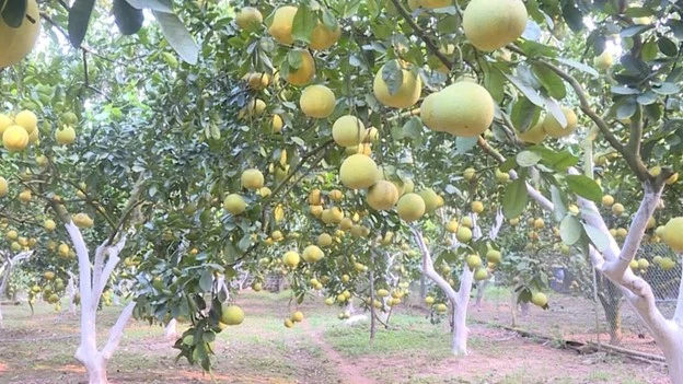 Xã Vân Đình những chuyển biến tích cực từ kinh tế hộ nông nghiệp Xã Vân Đình những chuyển biến tích cực từ kinh tế hộ nông nghiệp