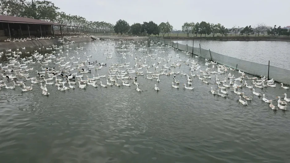 Xã Vân Đình những chuyển biến tích cực từ kinh tế hộ nông nghiệp Xã Vân Đình những chuyển biến tích cực từ kinh tế hộ nông nghiệp