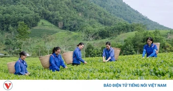 Xanh hóa vùng chè, nâng tầm thương hiệu trà Thái Nguyên
