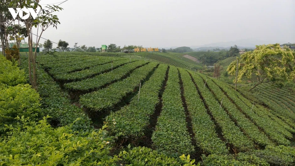 Xanh hóa vùng chè, nâng tầm thương hiệu trà Thái Nguyên Xanh hóa vùng chè, nâng tầm thương hiệu trà Thái Nguyên