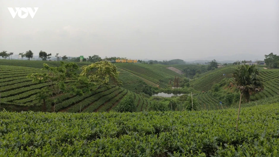 Xanh hóa vùng chè, nâng tầm thương hiệu trà Thái Nguyên Xanh hóa vùng chè, nâng tầm thương hiệu trà Thái Nguyên