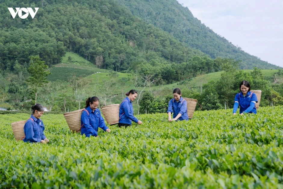 Xanh hóa vùng chè, nâng tầm thương hiệu trà Thái Nguyên Xanh hóa vùng chè, nâng tầm thương hiệu trà Thái Nguyên