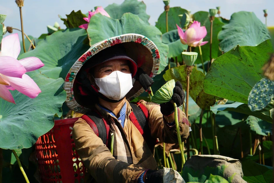 Xây dựng hệ sinh thái kinh tế sen Đất Sen Hồng