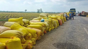 Xây dựng kế hoạch mua dự trữ gạo quốc gia phù hợp