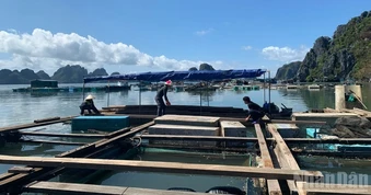 Xây dựng "luật chơi" mới cho nuôi biển công nghiệp