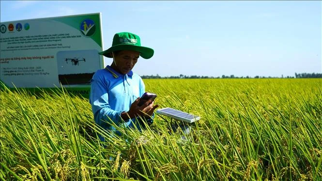 Xây dựng thương hiệu 'Gạo Việt xanh phát thải thấp' Xây dựng thương hiệu 'Gạo Việt xanh phát thải thấp'