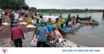 Xót xa cảnh hơn 100 tấn cá chết trắng ở trên Hồ Trị An