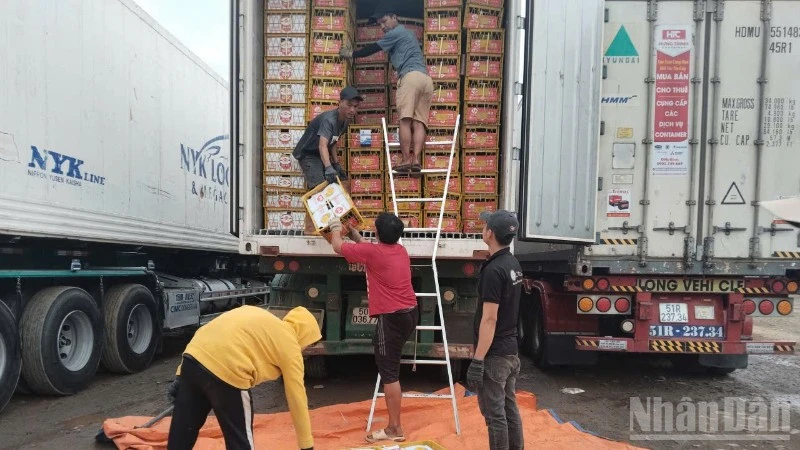 Xử lý ùn ứ hàng trăm xe container chở sầu riêng tại Đồng Nai Xử lý ùn ứ hàng trăm xe container chở sầu riêng tại Đồng Nai