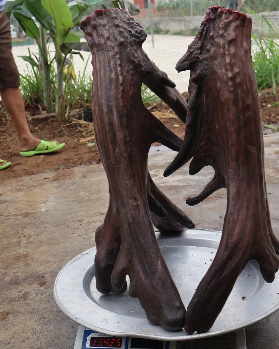 Xuất hiện cặp nhung nai "siêu khủng" trị giá hàng trăm triệu đồng Xuất hiện cặp nhung nai "siêu khủng" trị giá hàng trăm triệu đồng