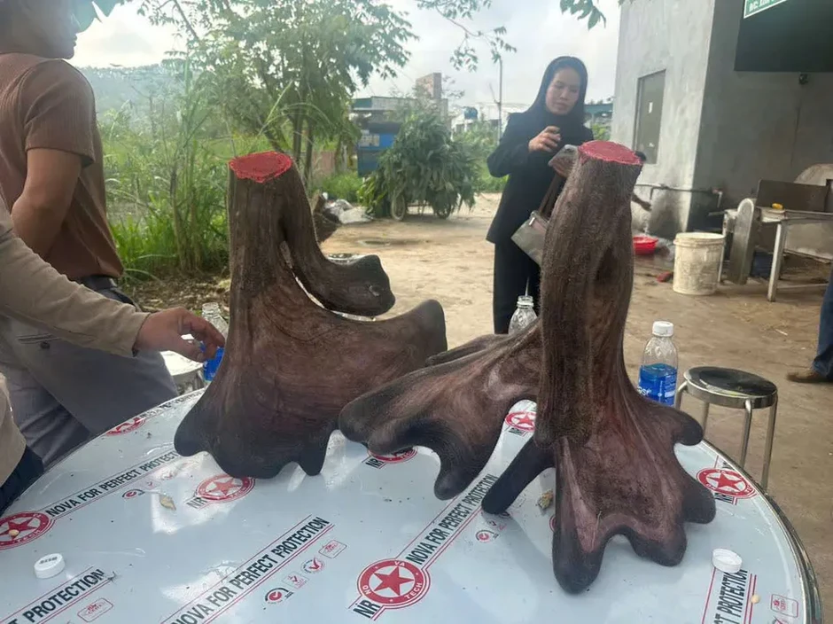 Xuất hiện cặp nhung nai "siêu khủng" trị giá hàng trăm triệu đồng Xuất hiện cặp nhung nai "siêu khủng" trị giá hàng trăm triệu đồng