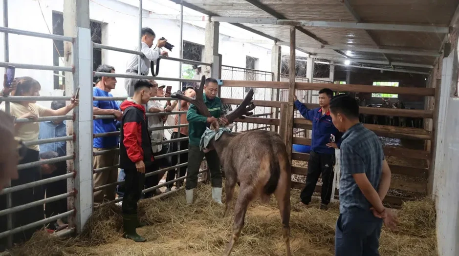 Xuất hiện cặp nhung nai "siêu khủng" trị giá hàng trăm triệu đồng Xuất hiện cặp nhung nai "siêu khủng" trị giá hàng trăm triệu đồng
