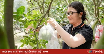 Xuất khẩu bưởi, chanh sang Trung Quốc: Giữ uy tín để giữ thị trường