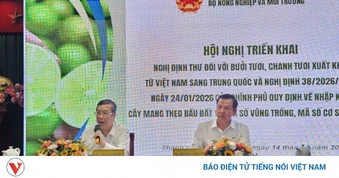 Xuất khẩu bưởi, chanh sang Trung Quốc: Gỡ nghẽn mã số vùng trồng