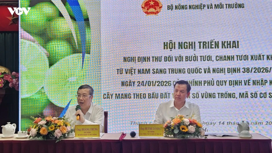 Xuất khẩu bưởi, chanh sang Trung Quốc: Gỡ nghẽn mã số vùng trồng