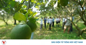 Xuất khẩu bưởi sang Trung Quốc, cuộc chạy đua chuẩn hóa vùng trồng