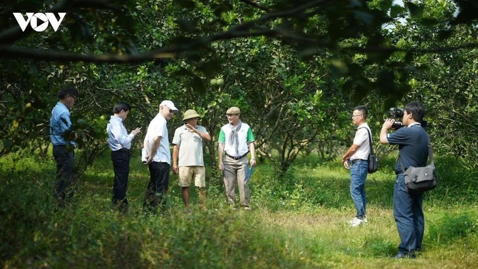 Xuất khẩu bưởi sang Trung Quốc, cuộc chạy đua chuẩn hóa vùng trồng Xuất khẩu bưởi sang Trung Quốc, cuộc chạy đua chuẩn hóa vùng trồng