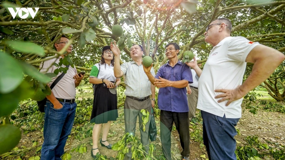 Xuất khẩu bưởi sang Trung Quốc, cuộc chạy đua chuẩn hóa vùng trồng Xuất khẩu bưởi sang Trung Quốc, cuộc chạy đua chuẩn hóa vùng trồng