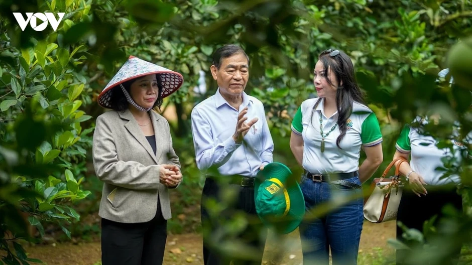 Xuất khẩu bưởi sang Trung Quốc, cuộc chạy đua chuẩn hóa vùng trồng Xuất khẩu bưởi sang Trung Quốc, cuộc chạy đua chuẩn hóa vùng trồng