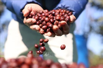 Xuất khẩu cà phê Việt Nam - điểm sáng trong báo cáo thương mại nông sản của EC