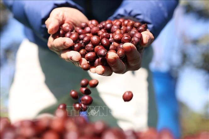 Xuất khẩu cà phê Việt Nam - điểm sáng trong báo cáo thương mại nông sản của EC