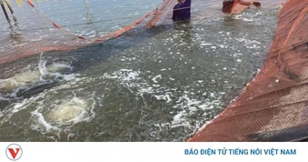 Xuất khẩu chậm, giá tôm sụt giảm, ngư dân Đồng Tháp thất thu