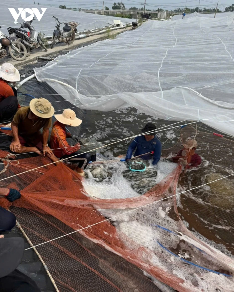 Xuất khẩu chậm, giá tôm sụt giảm, ngư dân Đồng Tháp thất thu Xuất khẩu chậm, giá tôm sụt giảm, ngư dân Đồng Tháp thất thu