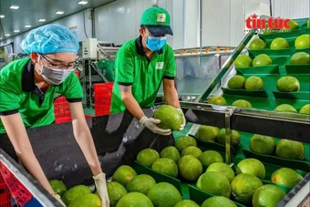 Xuất khẩu chính ngạch bưởi, chanh sang Trung Quốc theo Nghị định thư mới