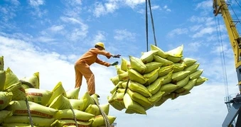 Xuất khẩu gạo sắp được “cởi trói”