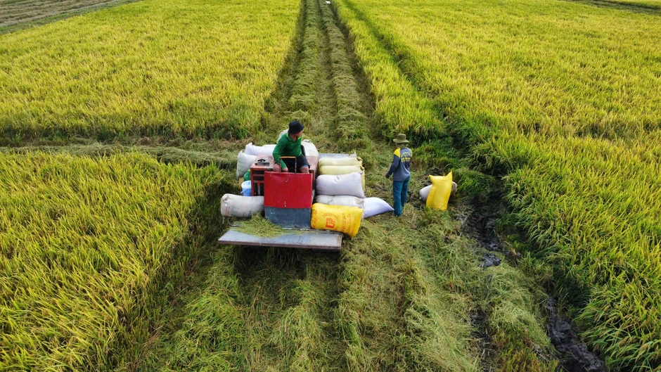 Xuất khẩu gạo sắp được “cởi trói” Xuất khẩu gạo sắp được “cởi trói”