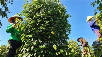 Xuất khẩu hồ tiêu giữ đà tăng, dư địa ở chế biến sâu