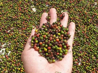 Xuất khẩu hồ tiêu tăng trưởng tích cực, ngành gia vị tập trung nâng cao giá trị