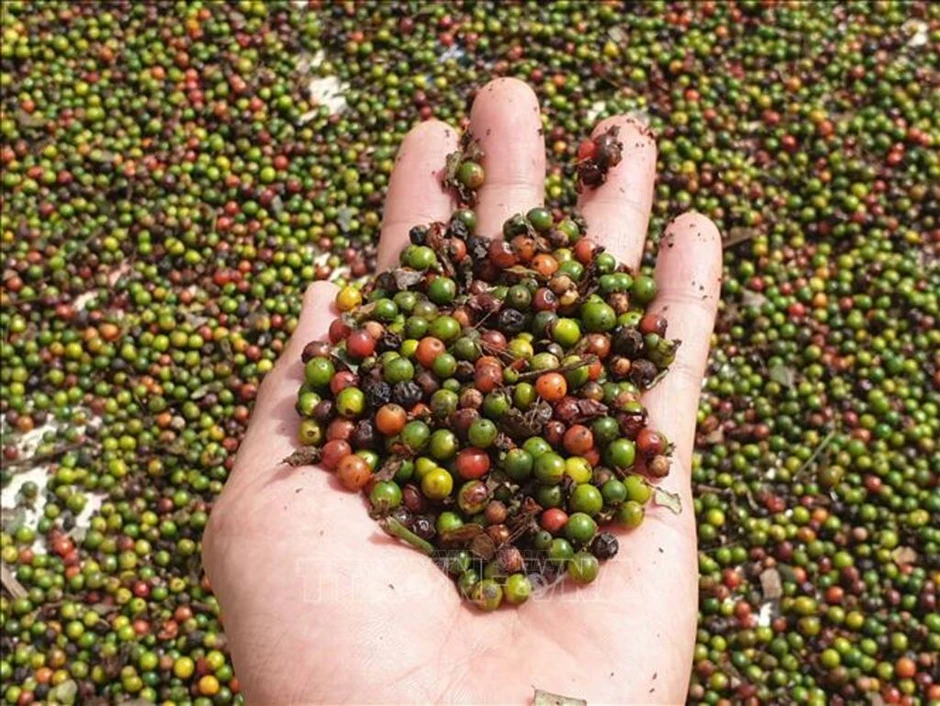 Xuất khẩu hồ tiêu tăng trưởng tích cực, ngành gia vị tập trung nâng cao giá trị Xuất khẩu hồ tiêu tăng trưởng tích cực, ngành gia vị tập trung nâng cao giá trị
