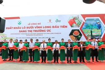 Xuất khẩu lô bưởi da xanh đầu tiên sang Úc, mở ra cơ hội triệu đô