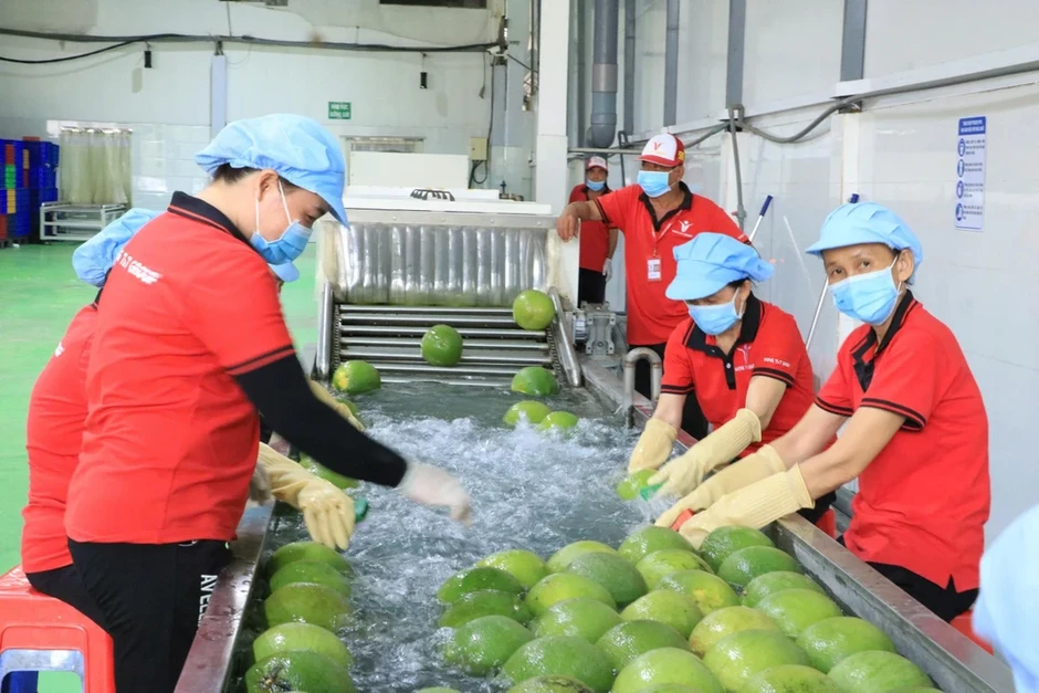 Xuất khẩu lô bưởi da xanh đầu tiên sang Úc, mở ra cơ hội triệu đô