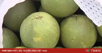 Xuất khẩu lô bưởi đầu tiên sang Australia