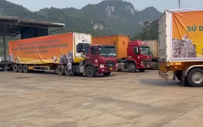 Xuất khẩu lô sầu riêng đầu tiên nhờ thông quan luồng xanh Xuất khẩu lô sầu riêng đầu tiên nhờ thông quan luồng xanh