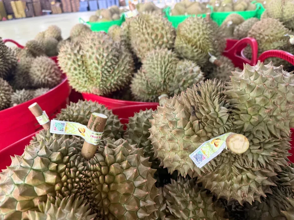 Xuất khẩu lô sầu riêng đầu tiên nhờ thông quan luồng xanh Xuất khẩu lô sầu riêng đầu tiên nhờ thông quan luồng xanh