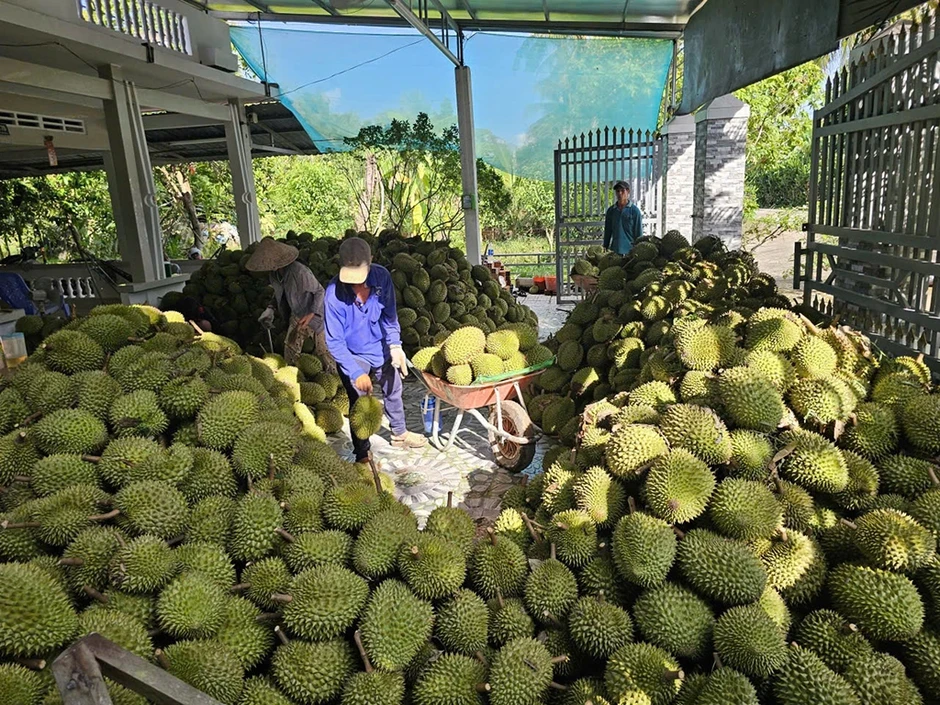 Xuất khẩu nông sản 'lãi ròng' lớn Xuất khẩu nông sản 'lãi ròng' lớn