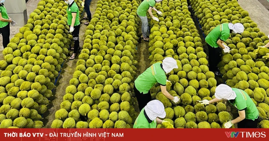 Xuất khẩu nông sản sang Trung Quốc đối mặt quy định mới Xuất khẩu nông sản sang Trung Quốc đối mặt quy định mới