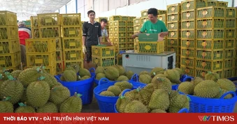 Xuất khẩu sầu riêng sang Trung Quốc tăng gần 400%