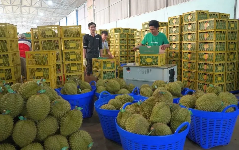 Xuất khẩu sầu riêng sang Trung Quốc tăng gần 400% Xuất khẩu sầu riêng sang Trung Quốc tăng gần 400%