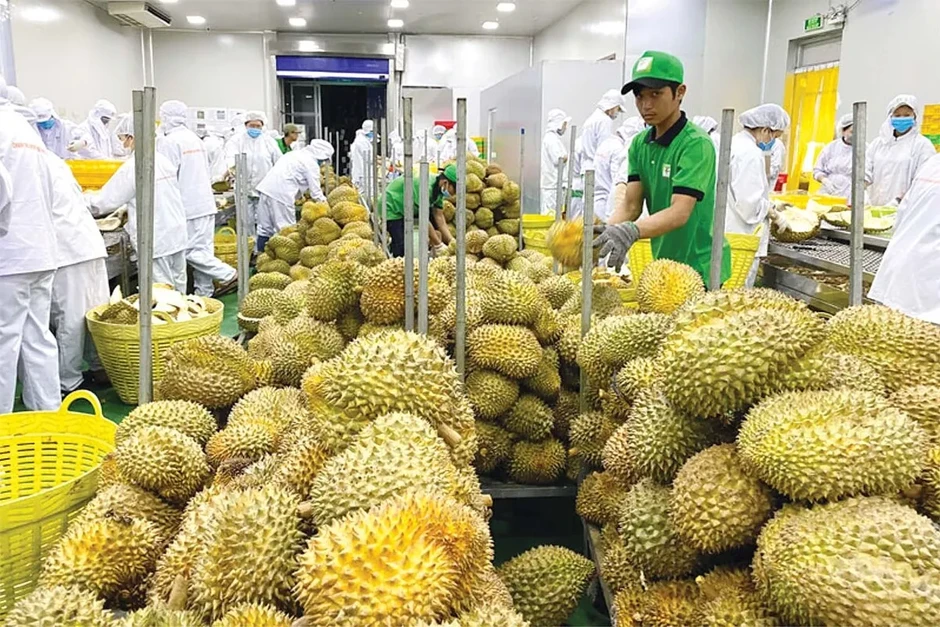 Xuất khẩu sầu riêng sang Trung Quốc tăng gần 400% Xuất khẩu sầu riêng sang Trung Quốc tăng gần 400%