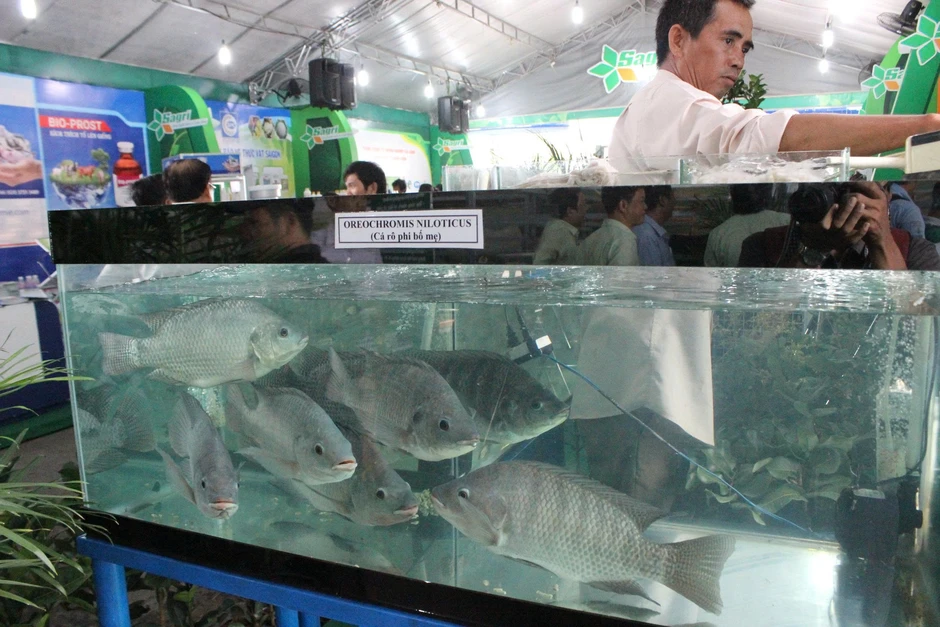 Xuất khẩu thành công cá rô phi Việt Nam sang Nhật Bản làm món sushi Xuất khẩu thành công cá rô phi Việt Nam sang Nhật Bản làm món sushi