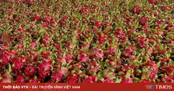 Xuất khẩu thanh long tăng mạnh