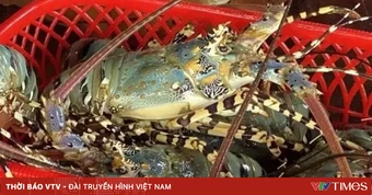 Xuất khẩu tôm hùm hướng tới mốc tỷ USD