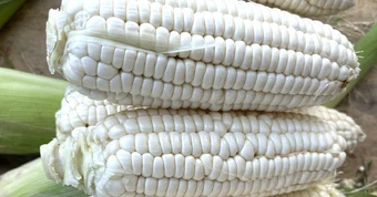 Ăn bắp tăng hay giảm cân?