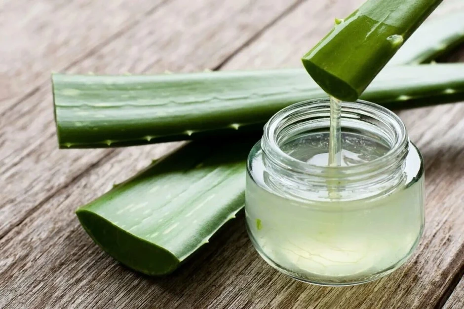 Chiết xuất từ lô hội, “trợ thủ” chăm sóc da tự nhiên được ưa chuộng Chiết xuất từ lô hội, “trợ thủ” chăm sóc da tự nhiên được ưa chuộng