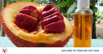 Dầu gấc tốt cho mắt và làn da, sử dụng thế nào cho đúng?