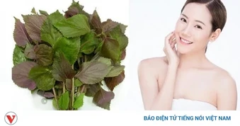 Lá tía tô: Bí quyết làm trắng da tự nhiên khiến nhiều người bất ngờ