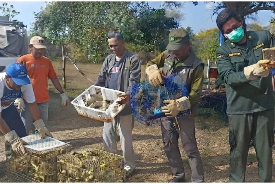 Hai người Việt bị bắt ở Indonesia với cáo buộc buôn lậu 3.400 chim cảnh Hai người Việt bị bắt ở Indonesia với cáo buộc buôn lậu 3.400 chim cảnh